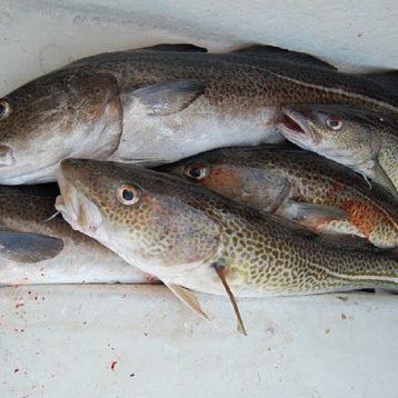 Tour 2 - Cod fishing